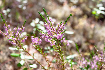 Beautiful branch of pink heather flower closeup in the forest on natural background