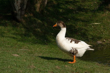 Pato
