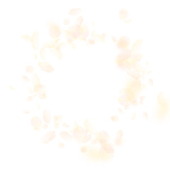 Yellow orange flower petals falling down.