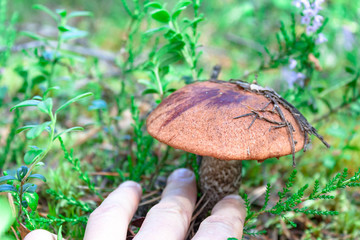Woman hand picking up edible orange-cap boletus grow in the european forest on nature background.