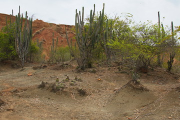 Cactus plants in Tatacoa desert in Colombia