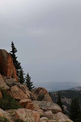 mountain side with pine