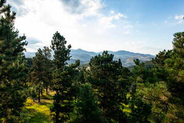 trees and blue sky