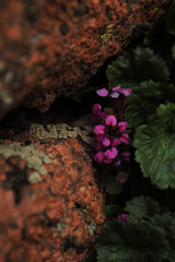 flowers on rock