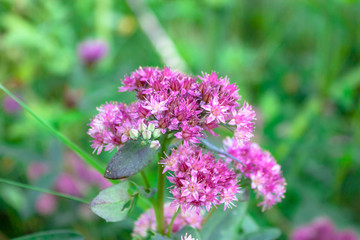 Purple alpine garden plant Hylotelephium triphyllum Sedum Stonecrop close up macro nature background