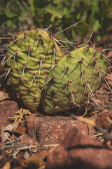 prickly pear cactus