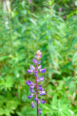 Blue purple Lupine flower on wild nature green grass background. Macro soft focus text copy space.