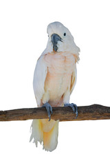 Sulphur-crested Cockatoo