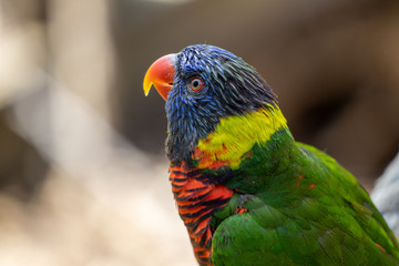 A friendly lorikeet poses for a photo