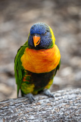 A friendly lorikeet poses for a photo