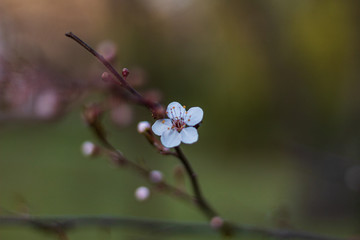 Spring