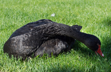 Black swan on green grass