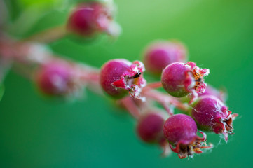ripe berries on a branch