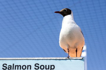 Black-headed gull standing on the street kitchen sign against bright blue sky