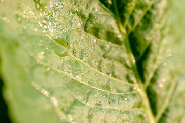 drops of dew on a leaf