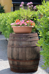 barile di legno con vaso di fiori e siepe, wooden barrel with flowerpot and hedge