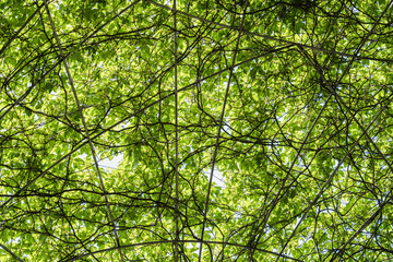 Fototapeta premium Living Wall Green Plants Background