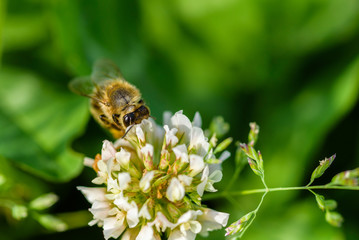 Bee collects honey on a clover flower. Photographed close up.