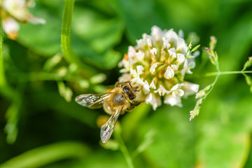 Bee collects honey on a clover flower. Photographed close up.