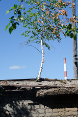 lonely birch against the sky grows out of concrete