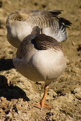 2 GEESE SLEEPING