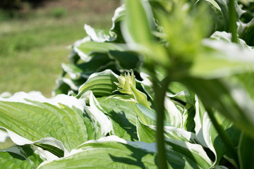 Green leaves macro photo. Natural close up photo.