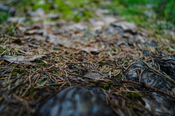 pine needles on forest floor