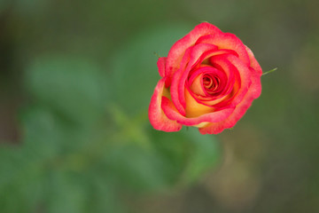 Pink rose bud in the garden, close up