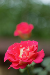 Beautiful bush of pink roses in a garden