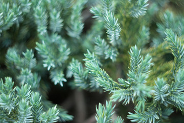 The juniper bush background close in a garden