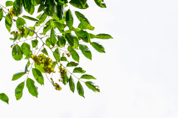 Isolate leaf on the white background. Green leaf for background. Text space.