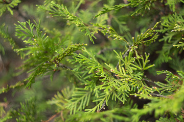 The juniper bush background close in a garden
