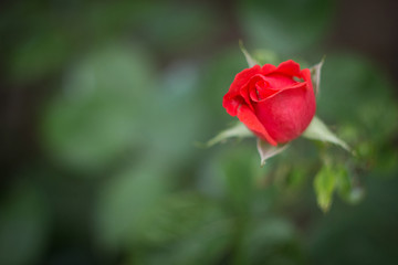 Pink rose bud in the garden, close up