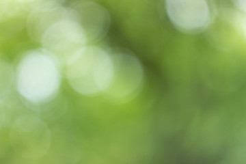 Blurred light through the green tree leaves