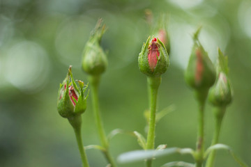 Unopened buds of a pink roses on a bush
