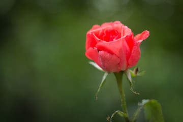 Pink rose bud in the garden, close up