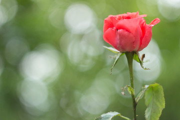Pink rose bud in the garden, close up