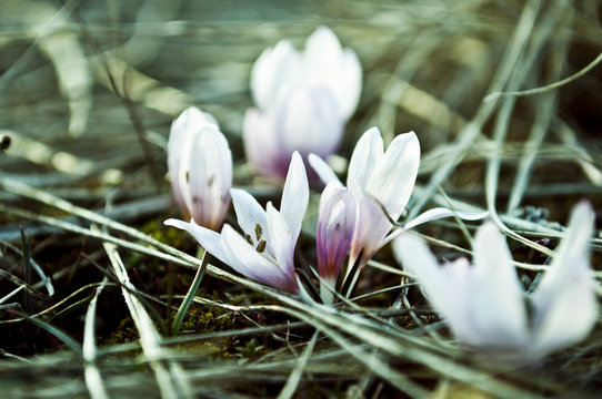 cocus spring