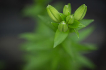 Unopened lilly flower in a garden close up