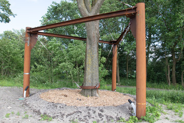Cage construction for transplanted elm tree in Holland