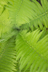 Beautyful fern leaves in a garden, close up
