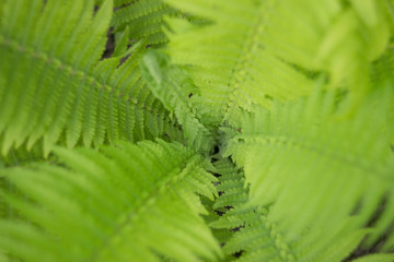 Beautyful fern leaves in a garden, close up