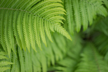 Beautyful fern leaves in a garden, close up