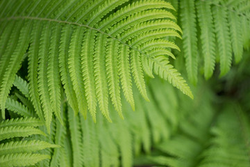 Fototapeta na wymiar Beautyful fern leaves in a garden, close up