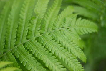 Beautyful fern leaves in a garden, close up