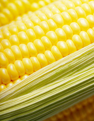 Ripe fresh organic sweet corncob with leaf closeup background