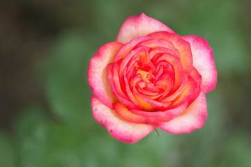 Pink rose in the garden, close up