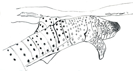 vector illustration of an leopard