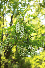 beautiful young blooming acacia fragrant
