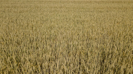 Barley field and sunny day, beautiful nature landscape. Rural scenery under shining sunlight.